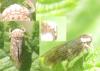 Allygus modestus